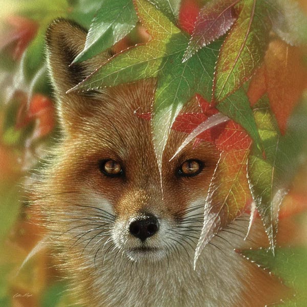 Foxes: Autumn Red Fox by Collin Bogle