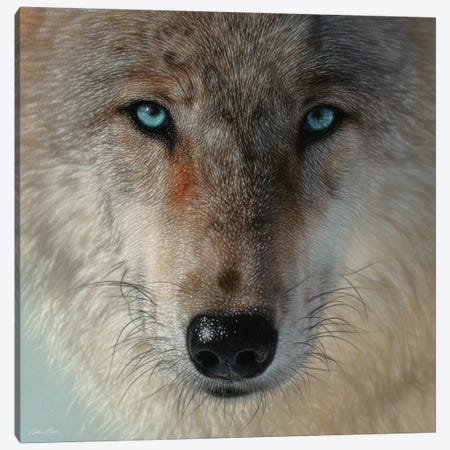 Inner Wolf Pack, Square Canvas Print #CBO133} by Collin Bogle Canvas Print