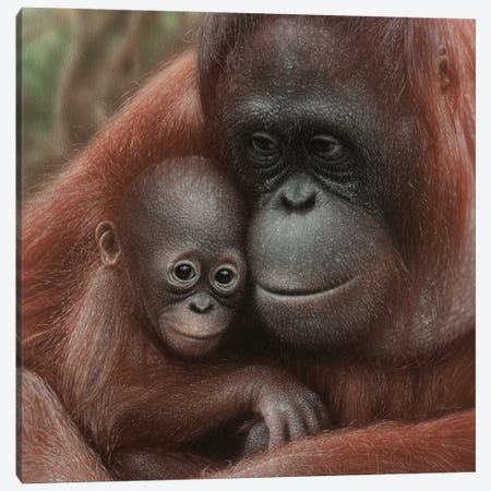 Orangutan Mother & Baby - Snuggled - Square Canvas Print #CBO137} by Collin Bogle Canvas Art