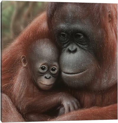 Orangutan Mother & Baby - Snuggled - Square Canvas Art Print - Primate Art