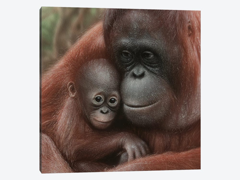 Orangutan Mother & Baby - Snuggled - Square by Collin Bogle 1-piece Art Print