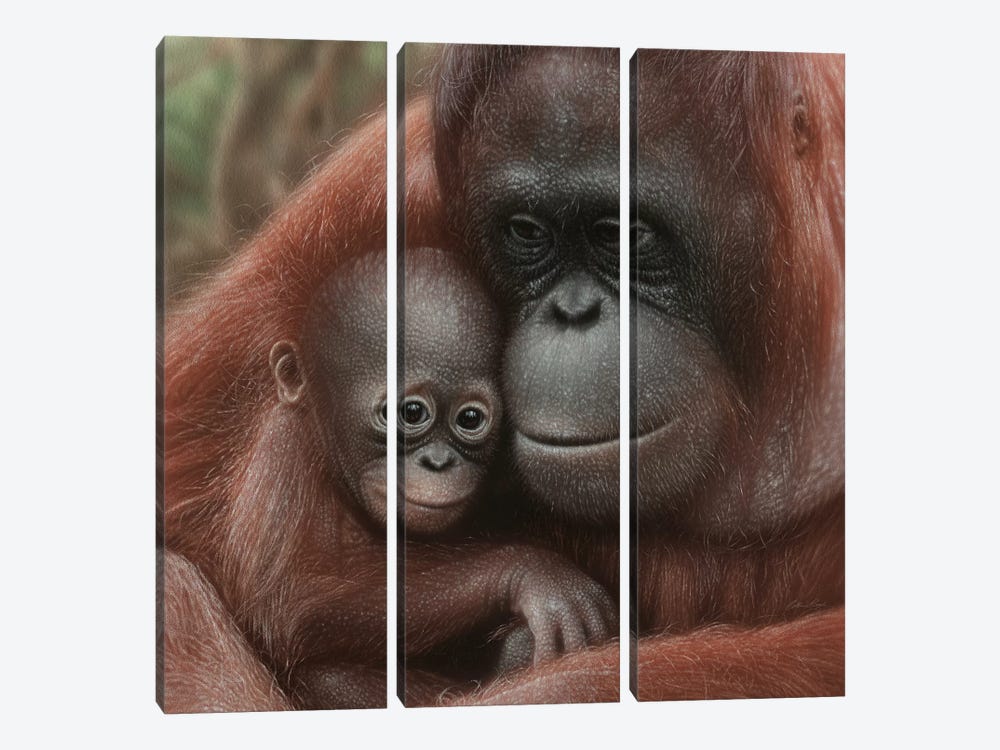 Orangutan Mother & Baby - Snuggled - Square by Collin Bogle 3-piece Art Print