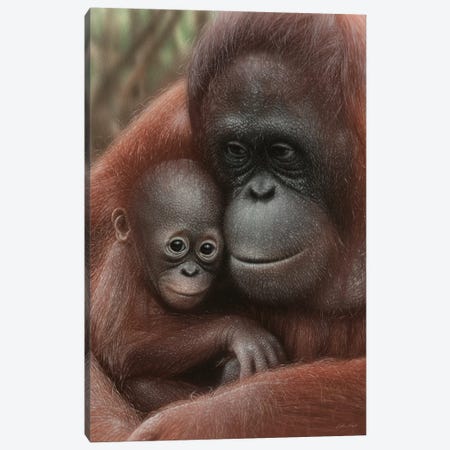 Orangutan Mother & Baby - Snuggled - Vertical Canvas Print #CBO138} by Collin Bogle Art Print