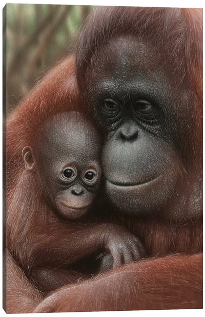 Orangutan Mother & Baby - Snuggled - Vertical Canvas Art Print - Orangutans