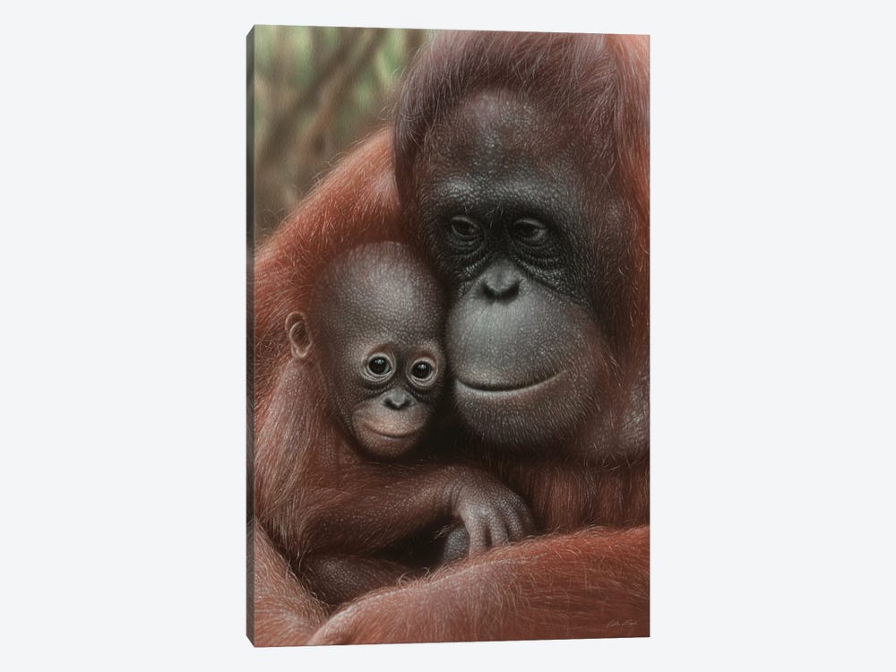 Orangutan Mother & Baby - Snuggled - Vertical by Collin Bogle 1-piece Canvas Art
