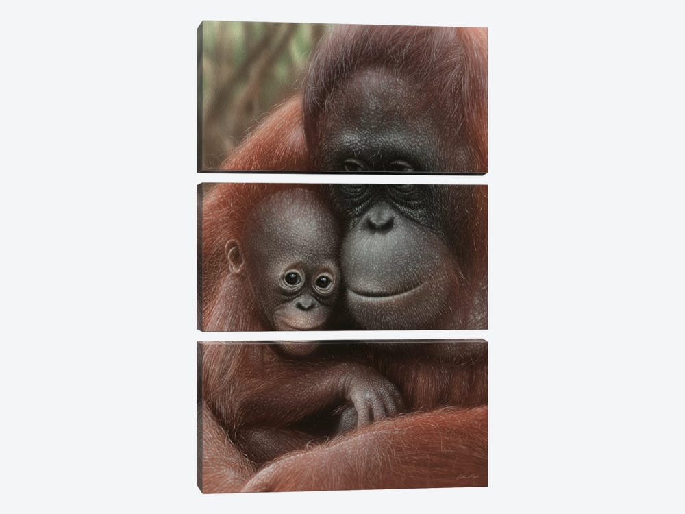 Orangutan Mother & Baby - Snuggled - Vertical by Collin Bogle 3-piece Canvas Art