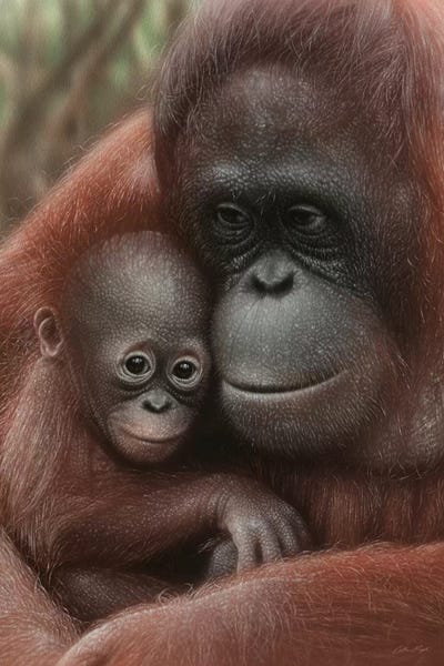 Collin Bogle: Orangutan Mother & Baby - Snuggled - Vertical by Collin Bogle