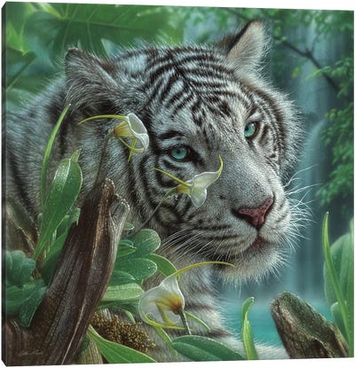 White Tiger of Eden - Square Canvas Art Print - Collin Bogle