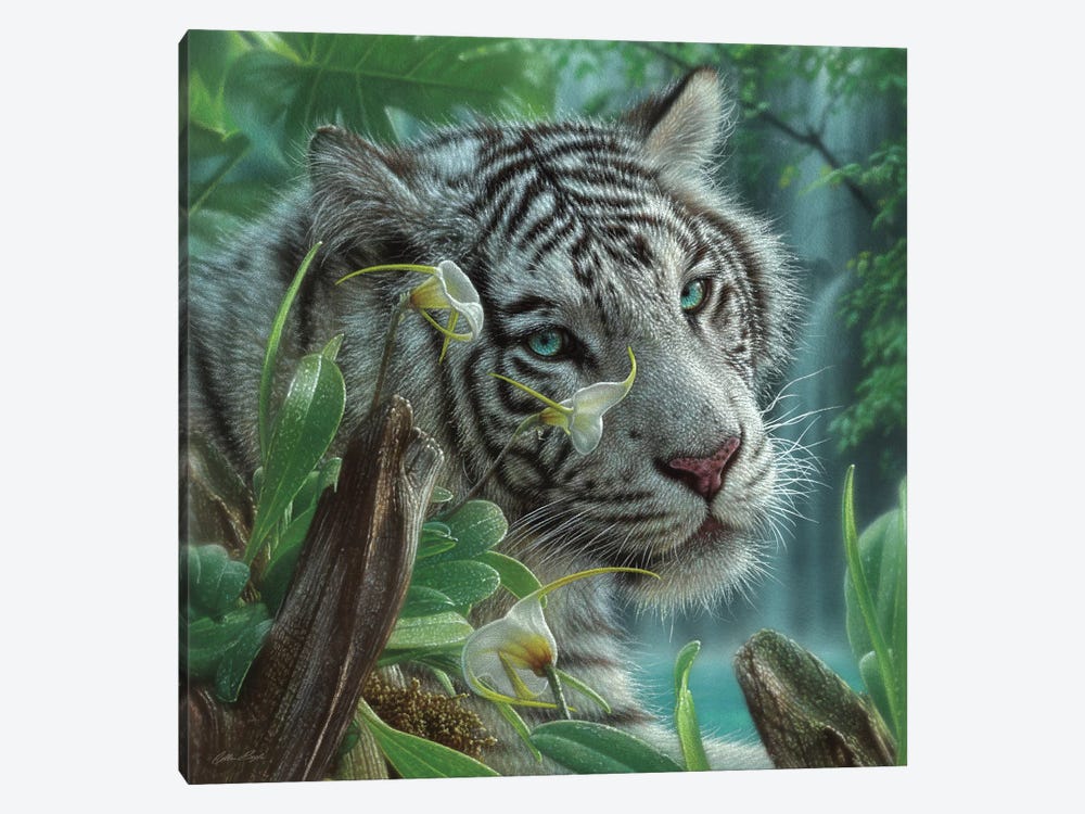White Tiger of Eden - Square by Collin Bogle 1-piece Canvas Print