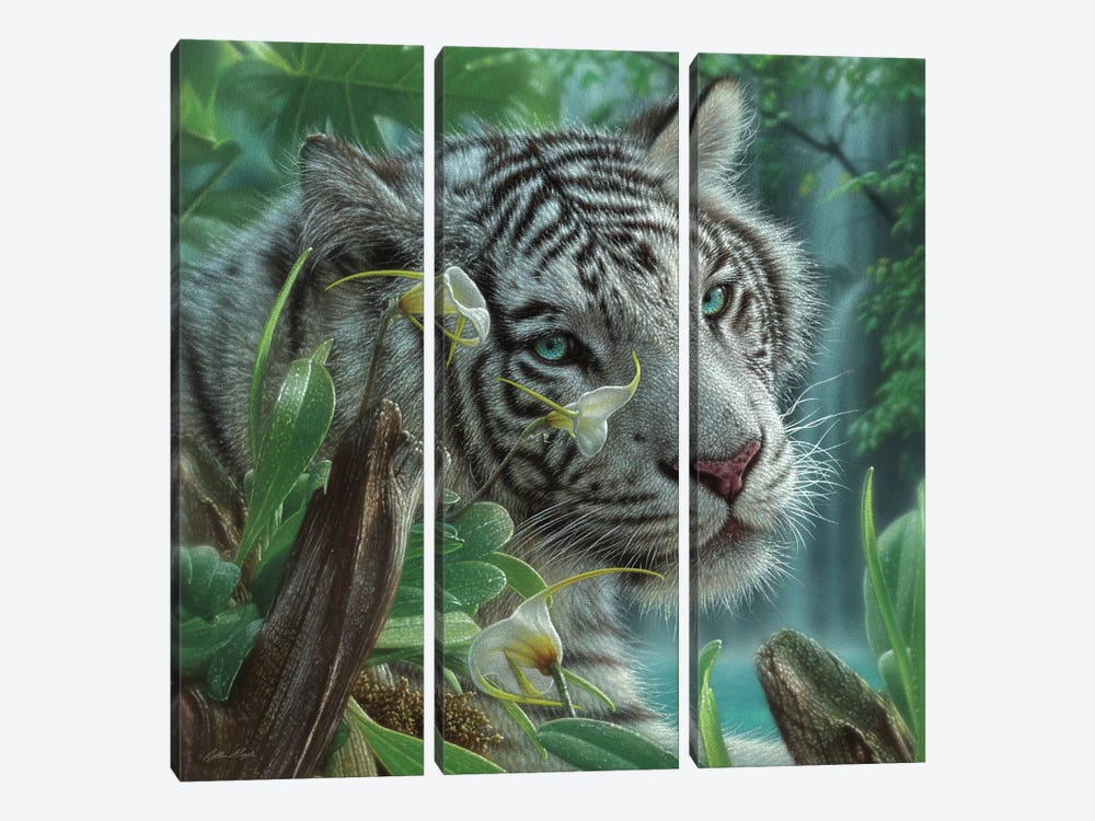 White Tiger of Eden - Square by Collin Bogle 3-piece Canvas Print