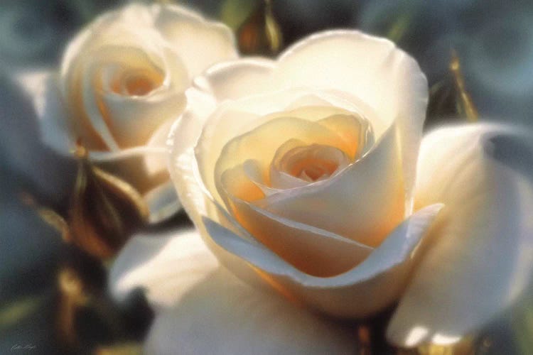 Colors Of White Rose, Horizontal