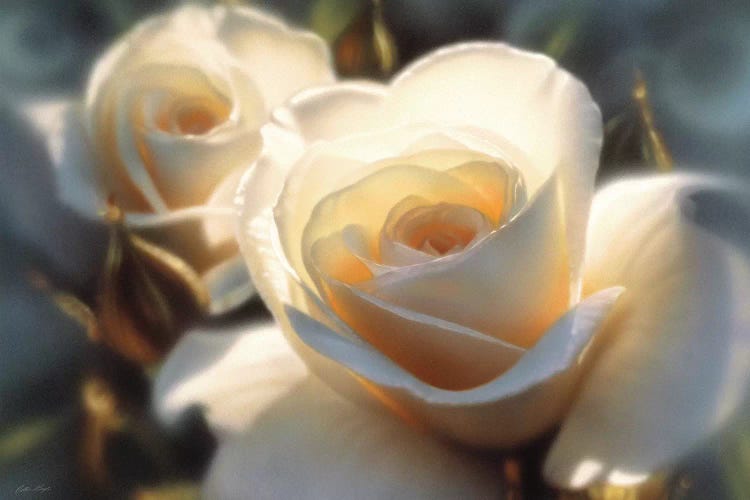Colors Of White Rose, Horizontal by Collin Bogle wall art