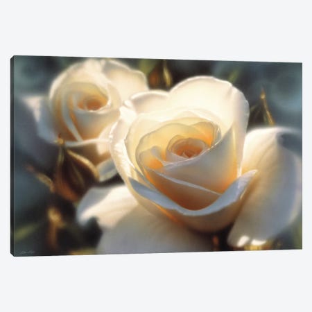 Colors Of White Rose, Horizontal Canvas Print #CBO13} by Collin Bogle Canvas Artwork