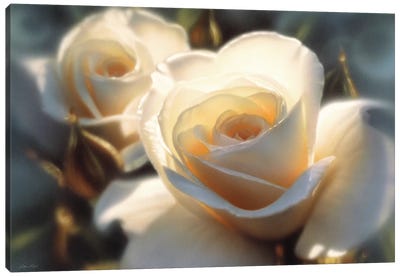 Colors Of White Rose, Horizontal Canvas Art Print - Collin Bogle