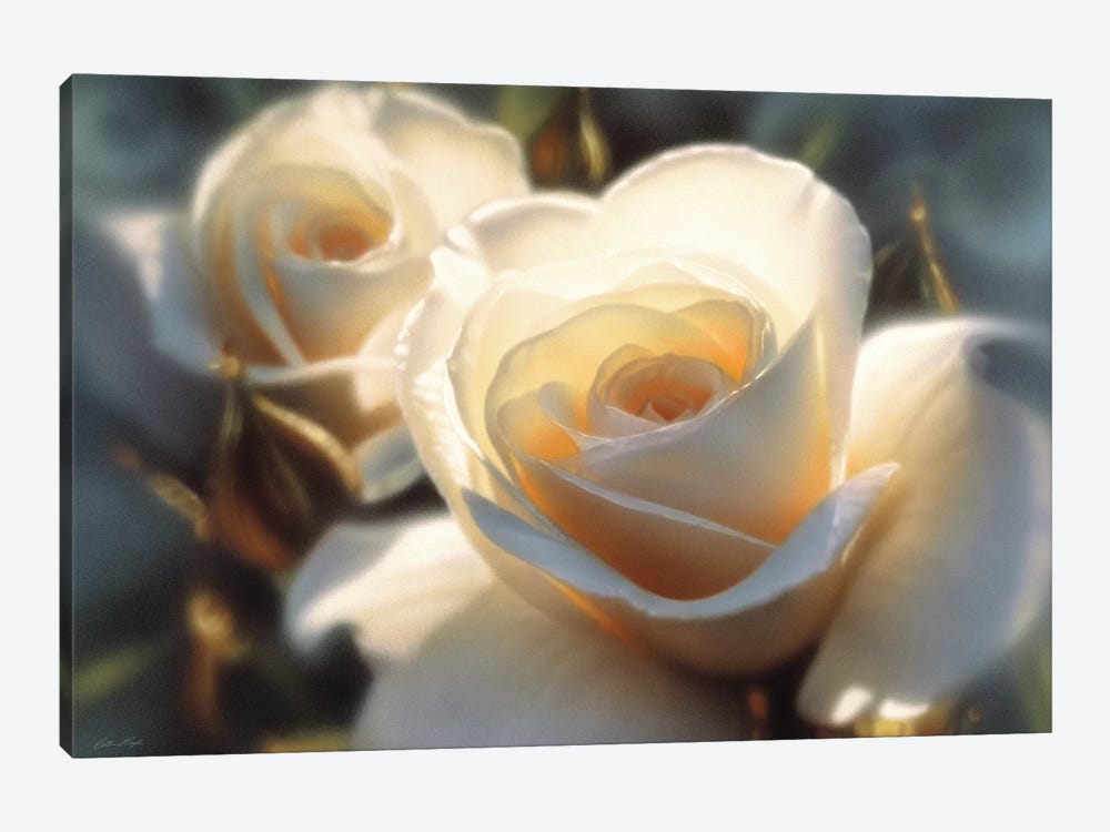 Colors Of White Rose, Horizontal by Collin Bogle 1-piece Canvas Print