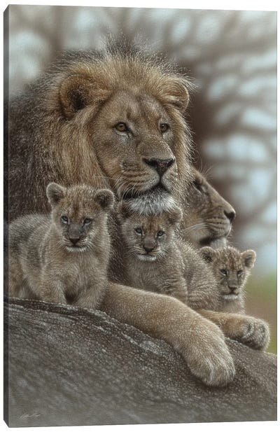 Lion - Family Man Canvas Art Print - Collin Bogle