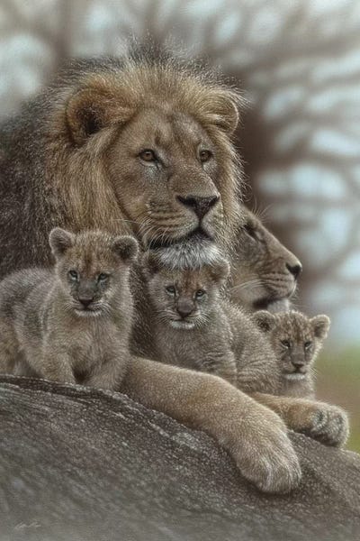 Lions: Lion - Family Man by Collin Bogle