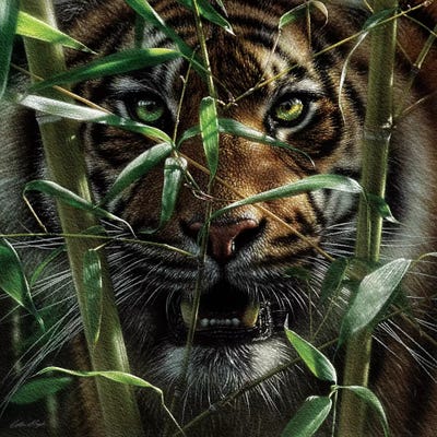 Tiger - Hungry Eyes by Collin Bogle acrylic art print