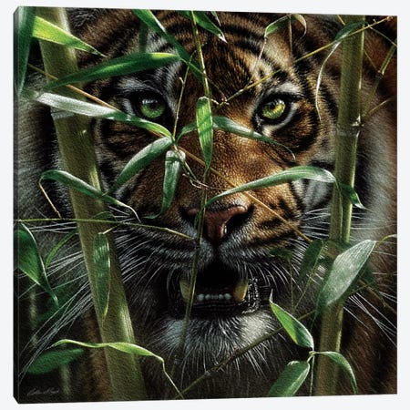 Tiger - Hungry Eyes Canvas Print #CBO144} by Collin Bogle Canvas Art Print