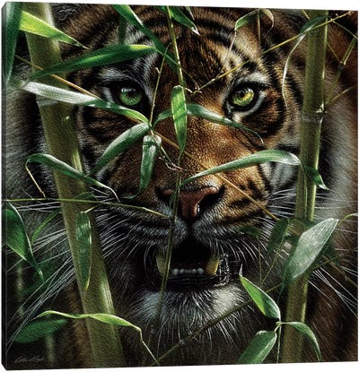 Tiger - Hungry Eyes Canvas Art Print - Collin Bogle