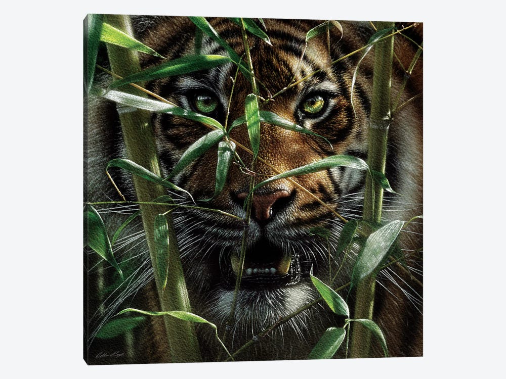 Tiger - Hungry Eyes by Collin Bogle 1-piece Canvas Art Print