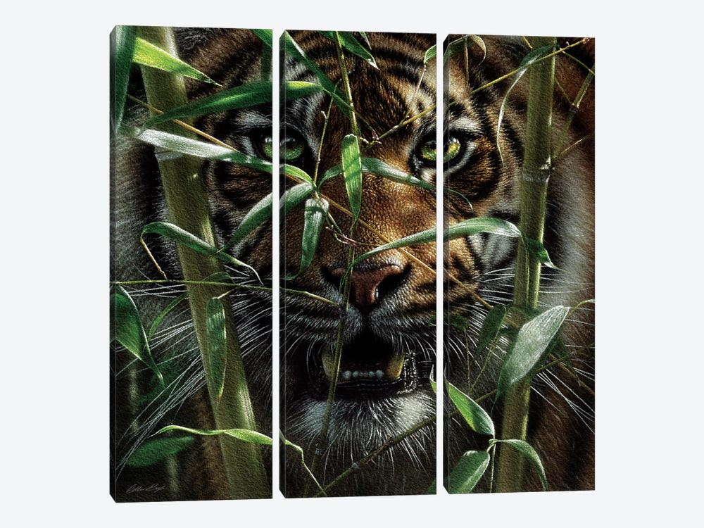 Tiger - Hungry Eyes 3-piece Art Print