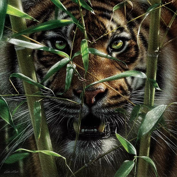 Collin Bogle: Tiger - Hungry Eyes by Collin Bogle
