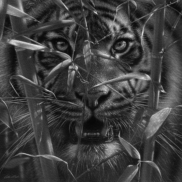 Tiger - Hungry Eyes - Black and White