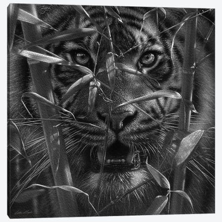 Tiger - Hungry Eyes - Black and White Canvas Print #CBO145} by Collin Bogle Art Print