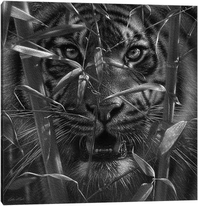 Tiger - Hungry Eyes - Black and White Canvas Art Print - Collin Bogle