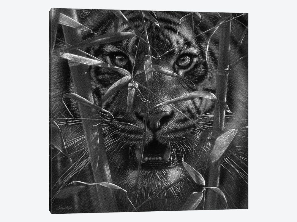 Tiger - Hungry Eyes - Black and White by Collin Bogle 1-piece Canvas Artwork