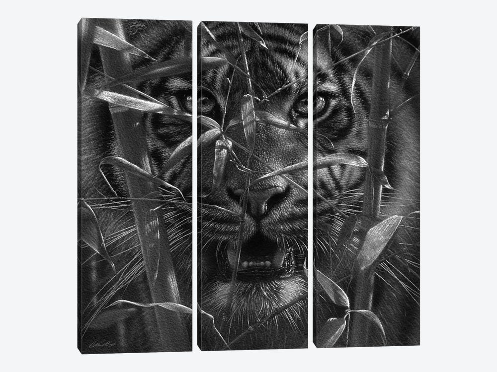 Tiger - Hungry Eyes - Black and White by Collin Bogle 3-piece Canvas Art