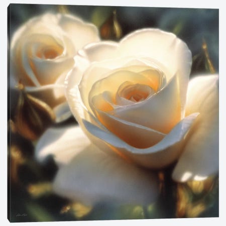 Colors Of White Rose, Square Canvas Print #CBO14} by Collin Bogle Canvas Print