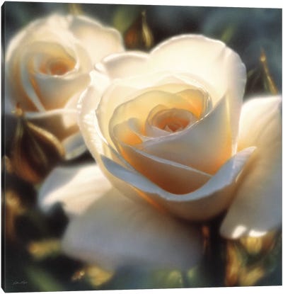 Colors Of White Rose, Square Canvas Art Print - Collin Bogle