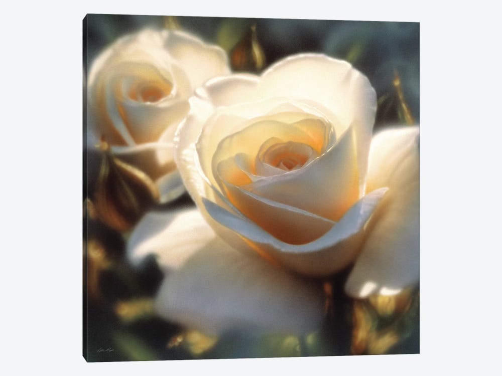 Colors Of White Rose, Square by Collin Bogle 1-piece Canvas Wall Art