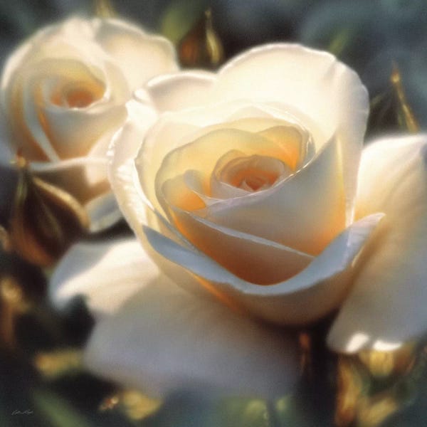 Floral Close-Ups: Colors Of White Rose, Square by Collin Bogle