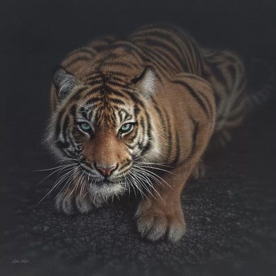 Crouching Tiger, Square by Collin Bogle acrylic art print