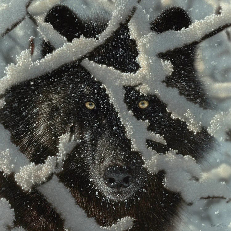 Winter's Black Wolf - Square