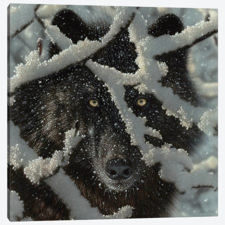 Winter's Black Wolf - Square Canvas Print #CBO151} by Collin Bogle Art Print