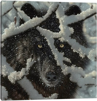 Winter's Black Wolf - Square Canvas Art Print - Collin Bogle