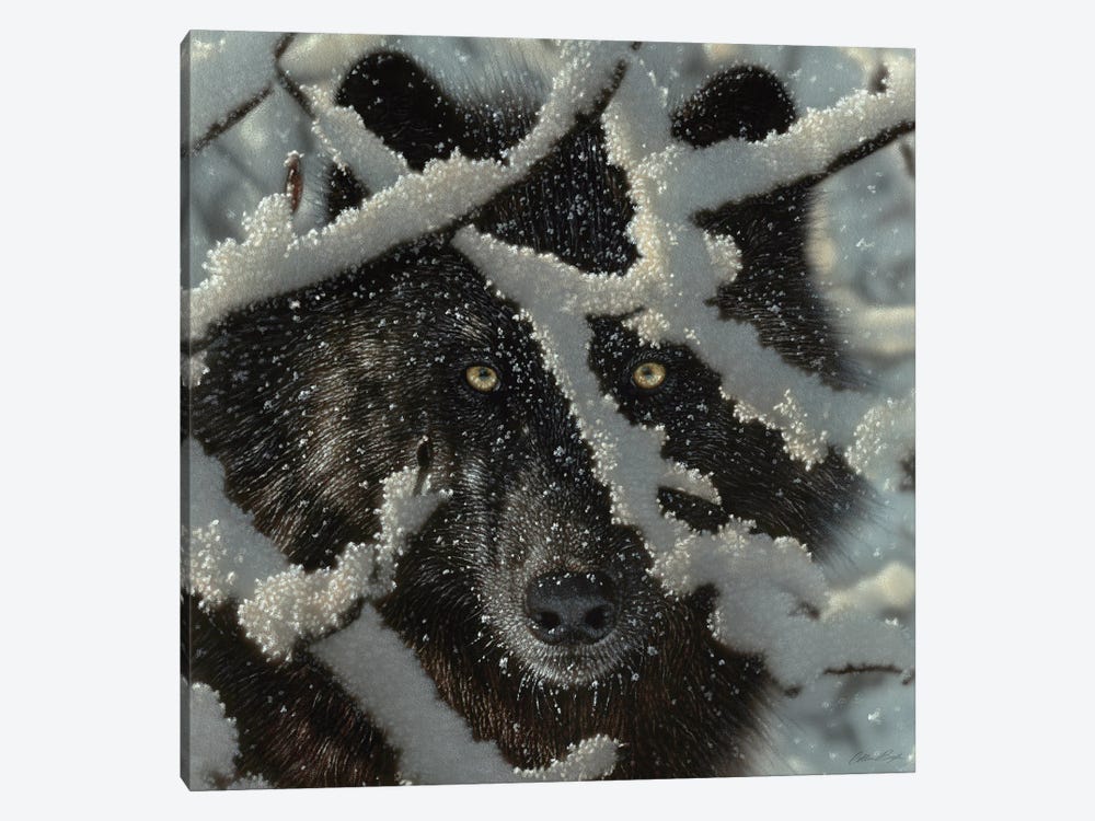 Winter's Black Wolf - Square by Collin Bogle 1-piece Canvas Art Print