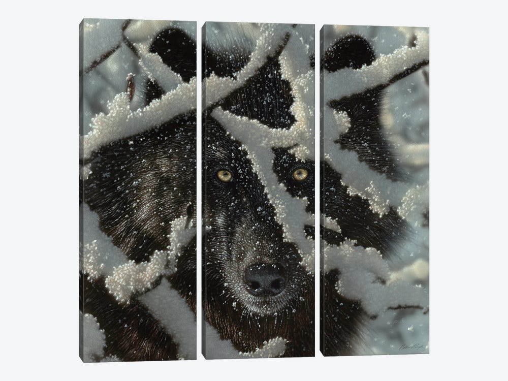 Winter's Black Wolf - Square by Collin Bogle 3-piece Art Print