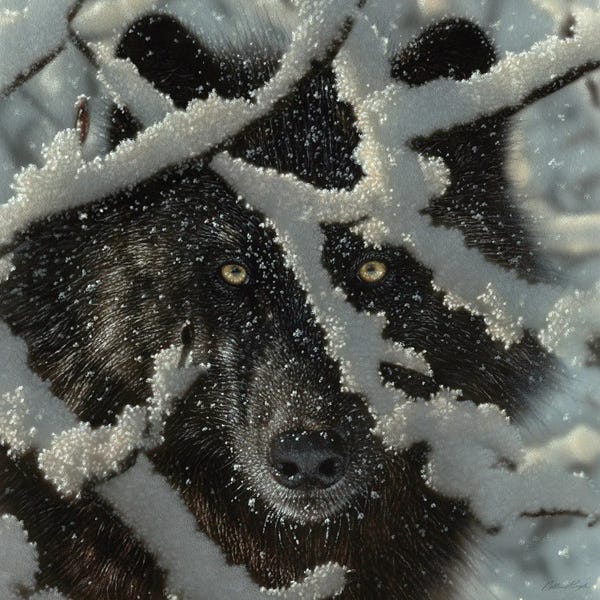 Collin Bogle: Winter's Black Wolf - Square by Collin Bogle