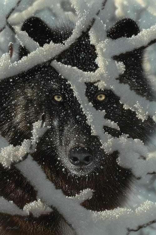 Winter's Black Wolf - Vertical