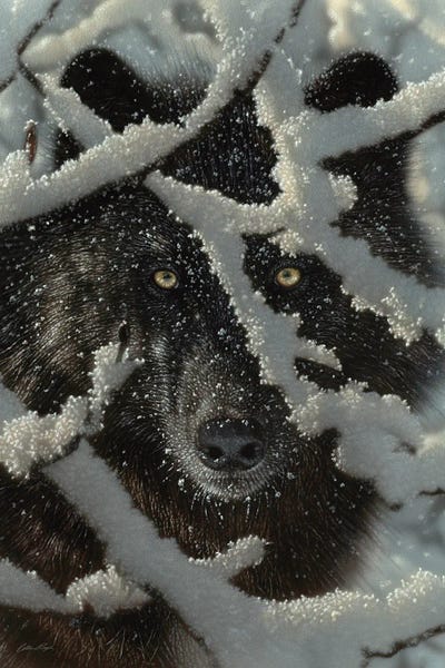 Collin Bogle: Winter's Black Wolf - Vertical by Collin Bogle