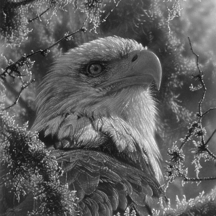 Bald Eagle - High And Mighty - Black & White - Square by Collin Bogle wall art