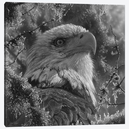 Bald Eagle - High And Mighty - Square - Black & White Canvas Print #CBO155} by Collin Bogle Canvas Wall Art