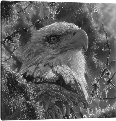 Bald Eagle - High And Mighty - Square - Black & White Canvas Art Print - Eagle Art