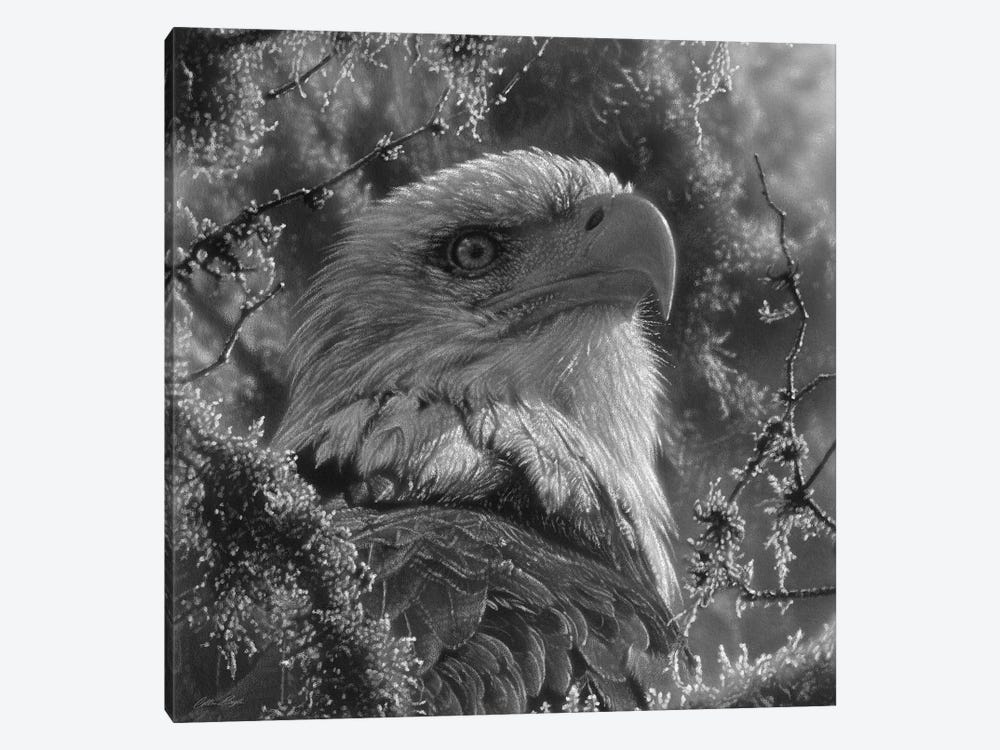 Bald Eagle - High And Mighty - Square - Black & White by Collin Bogle 1-piece Canvas Art Print