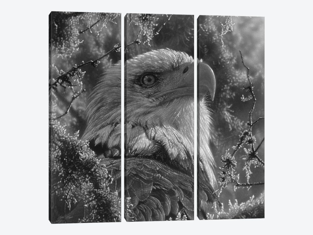 Bald Eagle - High And Mighty - Square - Black & White by Collin Bogle 3-piece Art Print